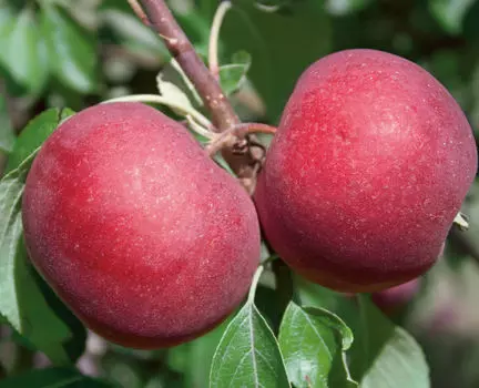 Яблоня Степановское