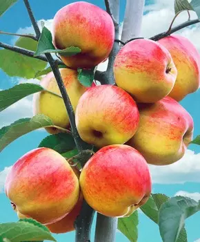 Яблоня Татьяна