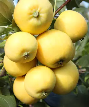 Яблоня Уральское наливное