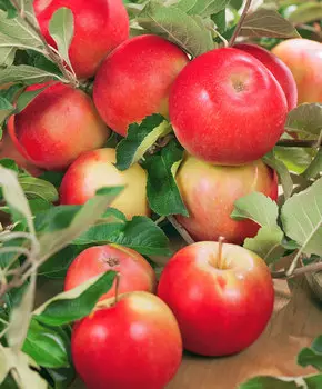 Яблоня Уралец