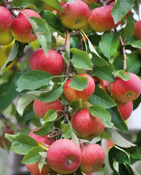 Яблоня Вэм-яркий
