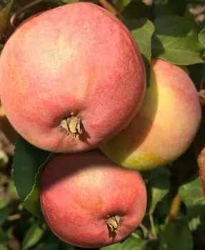 Яблоня ВЭМ розовый