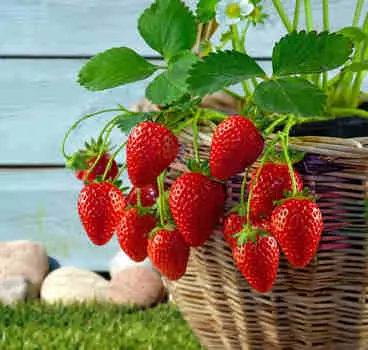 Земклуника Боярыня