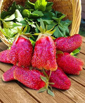 Земклуника Купчиха