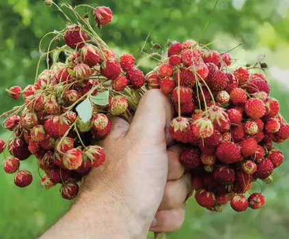 Земляника мускатная