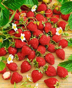 Земляника ремонтантная Али-Баба F1