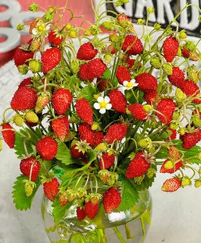 Земляника ремонтантная Барон Солемахер