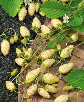 Земляника ремонтантная Белая душевная F1