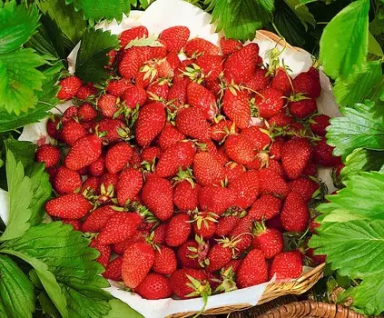 Земляника ремонтантная Регина F1