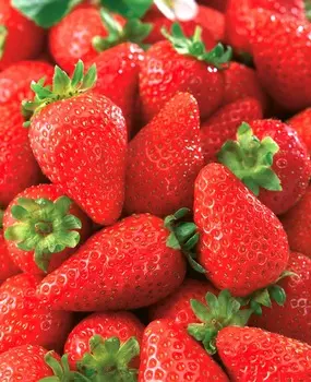 Земляника ремонтантная Роман F1