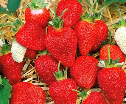 Земляника садовая Альба