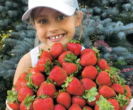 Земляника садовая Альбион