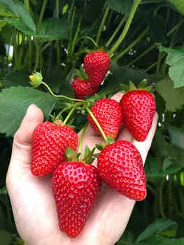 Земляника садовая Азия