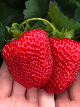 Земляника садовая Дарселект