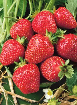 Земляника садовая Деройял