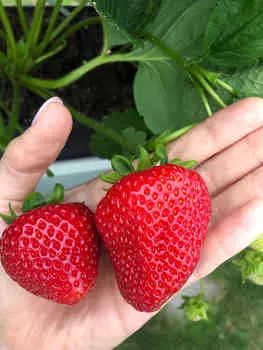 Земляника садовая Фернандо