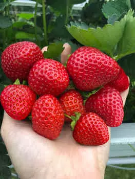 Земляника садовая Хадемар