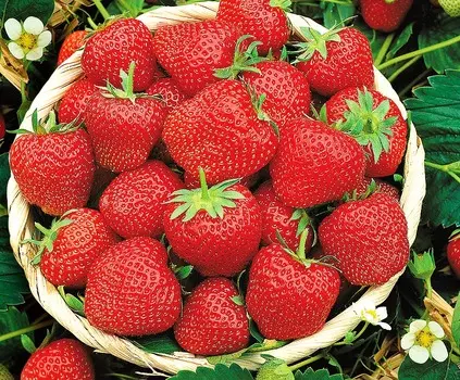 Земляника садовая Эльвира