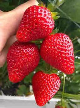 Земляника садовая Кабрилло