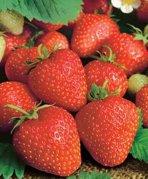 Земляника садовая Кристина