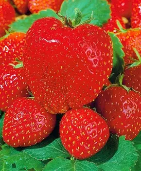 Земляника садовая Максим