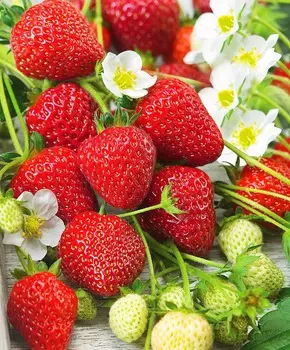 Земляника садовая Остара