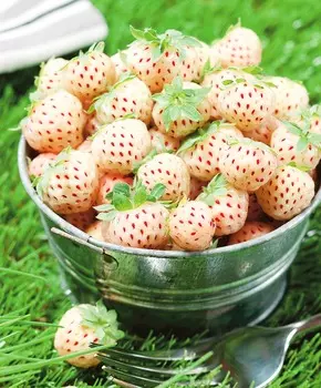 Земляника садовая Пайнберри