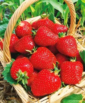 Земляника садовая Роксана