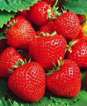 Земляника садовая Сальса