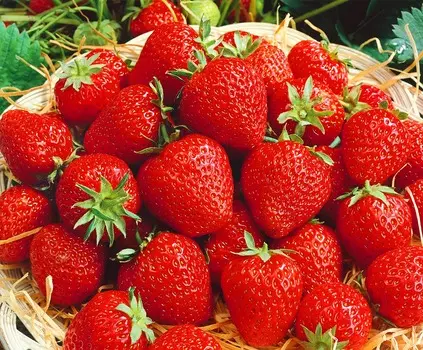 Земляника садовая Викода