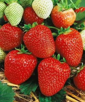 Земляника садовая Вима Рина