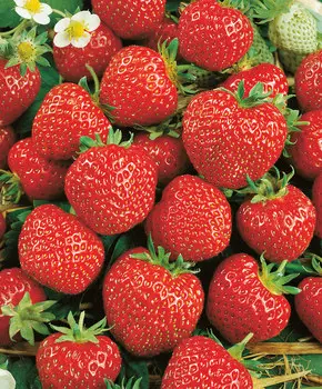 Земляника садовая Зенга-Зенгана