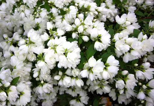 Жасмин Арктика