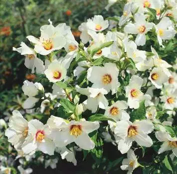 Жасмин Бель этуаль