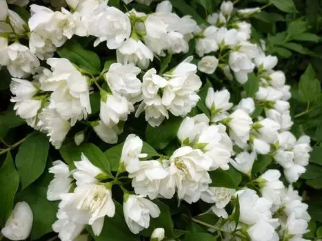 Жасмин Дама в белом