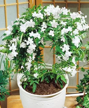 Жасмин многоцветковый