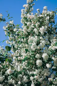 Жасмин Помпон