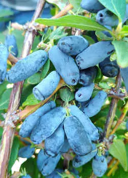 Жимолость Альтаир