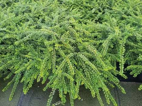 Жимолость блестящая Элегант