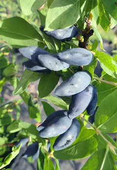 Жимолость Блю банана