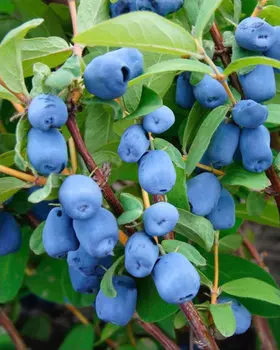 Жимолость Бореал бьюти