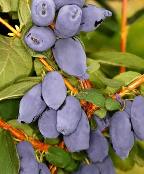 Жимолость Бореал бист