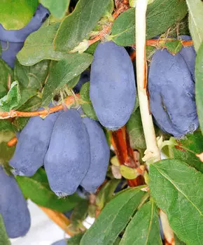 Жимолость Бореал близард