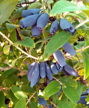 Жимолость Дочь великана