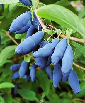 Жимолость Гордость Бакчара