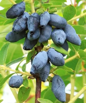 Жимолость Югана