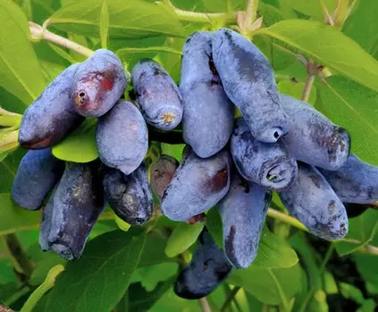 Жимолость Ленинградский великан