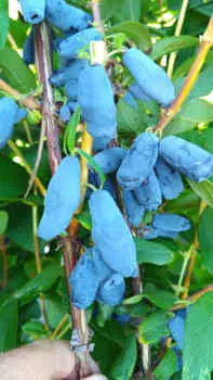 Жимолость Мамонтёнок