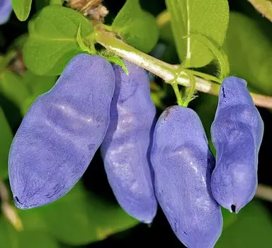 Жимолость Сильгинка