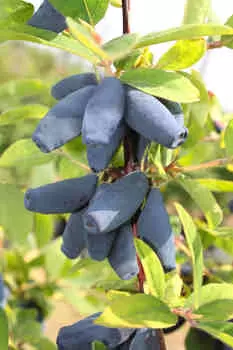 Жимолость Синий шарик